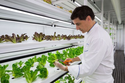 The Ritz-Carlton, Naples, grows its own lettuce in a container