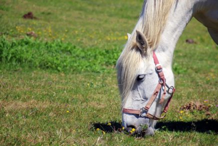 Equestrian Estate & Hotel Resort in Ecuador goes on auction on June 10